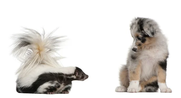 Blue Merle Australian Shepherd cachorro, 10 semanas de edad, mirando Skunk rayado, Mephitis Mephitis, 5 años de edad, sentado en frente de fondo blanco — Foto de Stock