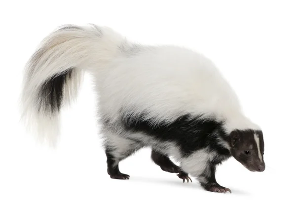 Ριγέ skunk, mephitis mephitis — Φωτογραφία Αρχείου