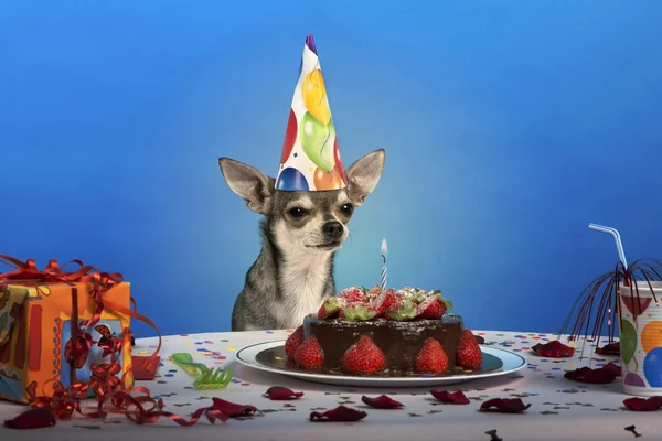 Chihuahua at table wearing birthday hat and looking at birthday cake