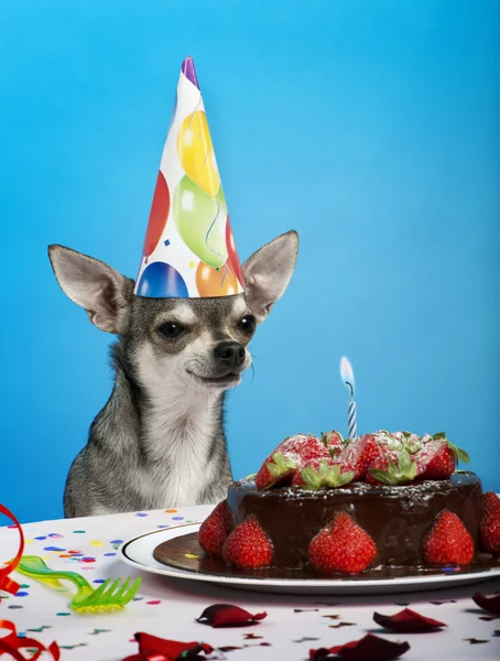 Chihuahua at table wearing birthday hat and looking at birthday cake — Stock Photo, Image