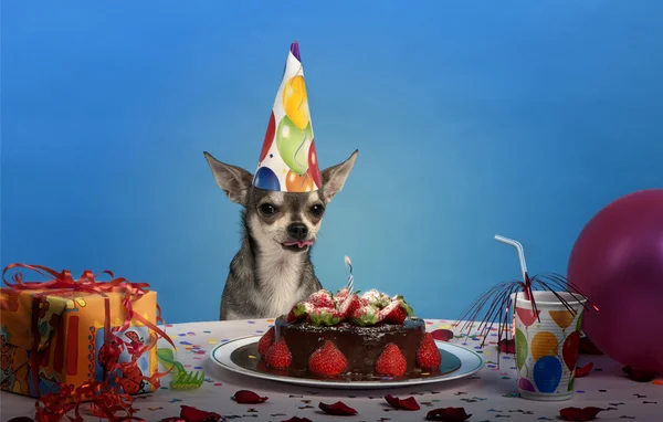 Chihuahua ved bordet iført fødselsdag hat og ser på fødselsdagskage - Stock-foto