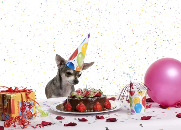Chihuahua a tavola indossando il cappello di compleanno e guardando la torta di compleanno — Foto Stock