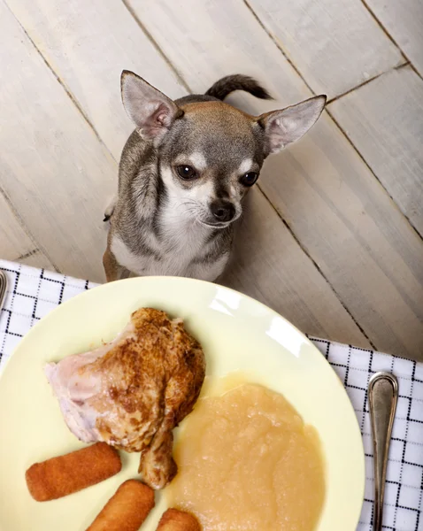 Chihuahua lamiendo los labios y mirando la comida en el plato en la mesa — Foto de Stock