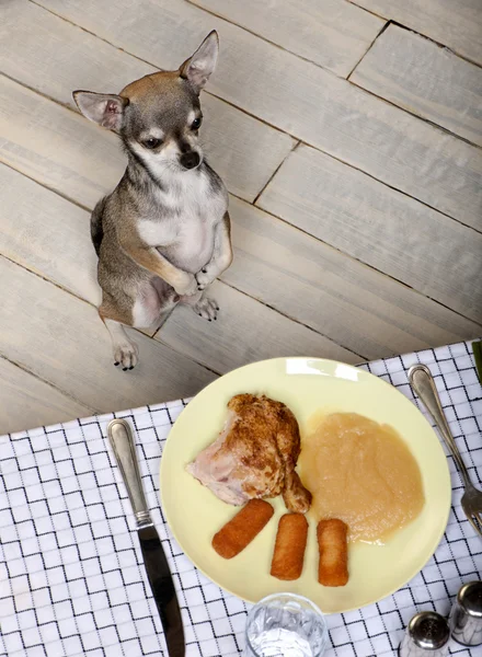 Чихуахуа облизывает губы и смотрит на еду на тарелке за обеденным столом — стоковое фото
