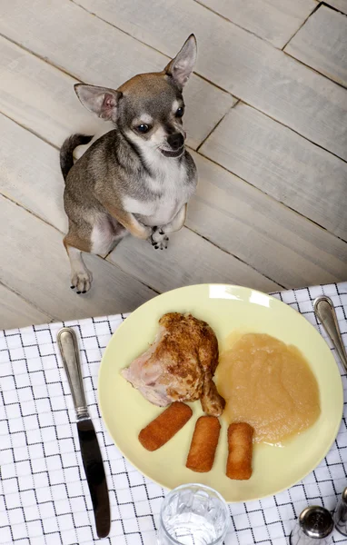 Chihuahua lambendo lábios e olhando para a comida no prato na mesa de jantar — Fotografia de Stock