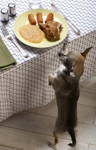 Chihuahua lambendo lábios e olhando para a comida no prato na mesa de jantar — Fotografia de Stock
