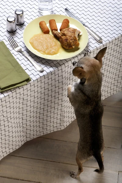 Čivava olízl rty a při pohledu na jídlo na talíři u jídelního stolu — Stock fotografie