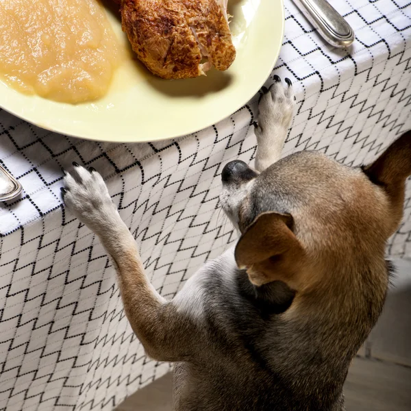 Чихуахуа рассматривает остатки еды на тарелке за обеденным столом — стоковое фото