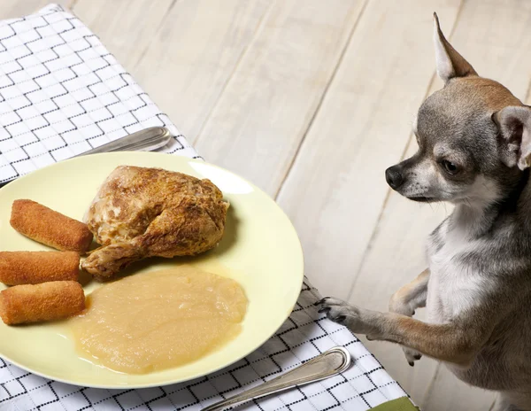 Chihuahua olhando para a comida no prato na mesa de jantar — Fotografia de Stock