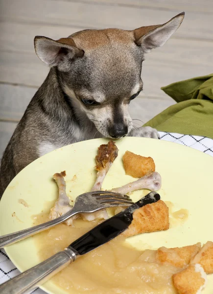 Chihuahua, patrząc na resztki jedzenia na talerz na stole — Zdjęcie stockowe