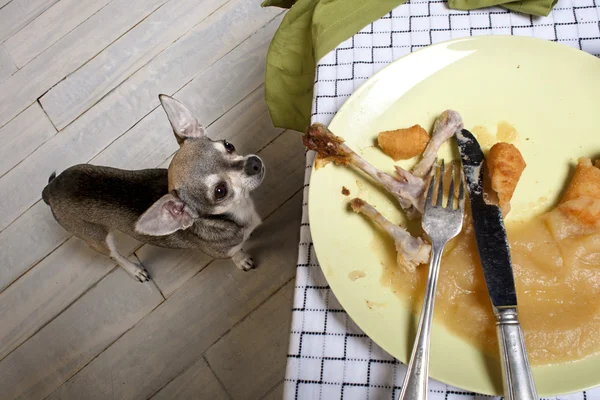 Čivava při pohledu na zbytky jídla na jídelním stole — Stock fotografie