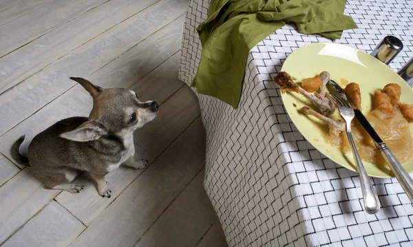 Chihuahua, patrząc na resztki posiłek na stole — Zdjęcie stockowe