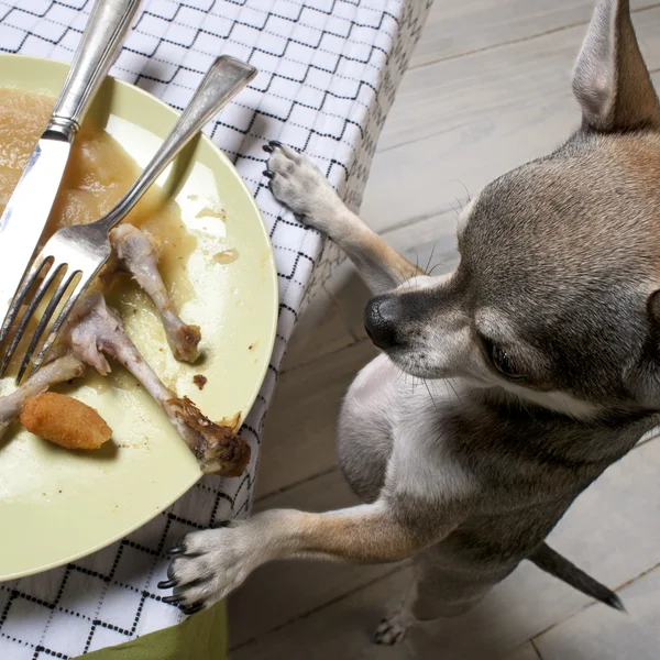 Chihuahua stojąc na tylnych łapach patrzeć na resztki posiłek na stole — Zdjęcie stockowe