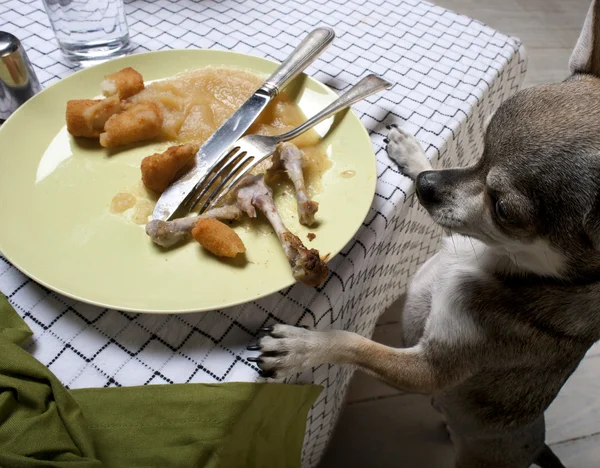 Artık yemek yemek akşam yemeği masaya bakmak için arka ayakları üzerinde duran Chihuahua