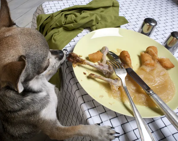Chihuahua debout sur les pattes arrière pour regarder les restes de repas sur la table du dîner — Photo