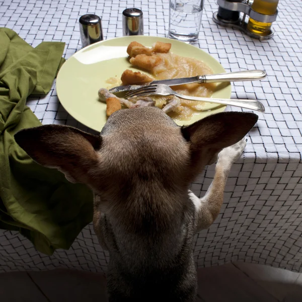 Chihuahua steht auf Hinterbeinen, um Essensreste auf dem Esstisch zu betrachten — Stockfoto