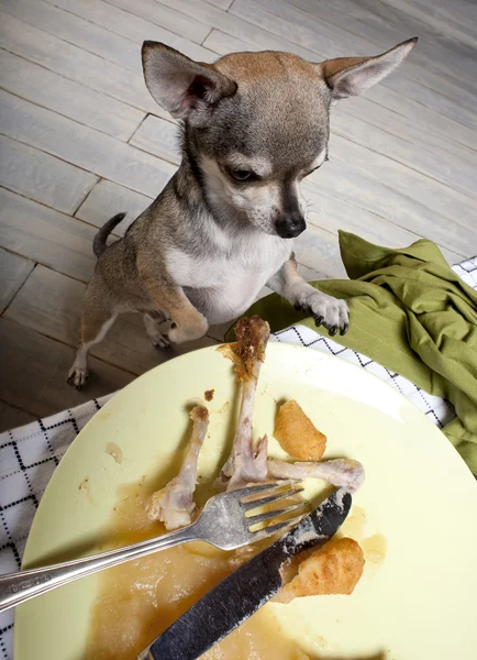 Chihuahua em pé sobre as pernas traseiras para olhar para restos de refeição na mesa de jantar — Fotografia de Stock