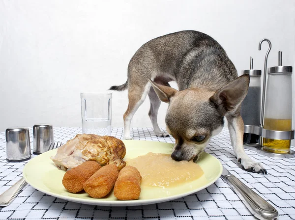 Chihuahua comiendo comida del plato en la mesa — Foto de Stock