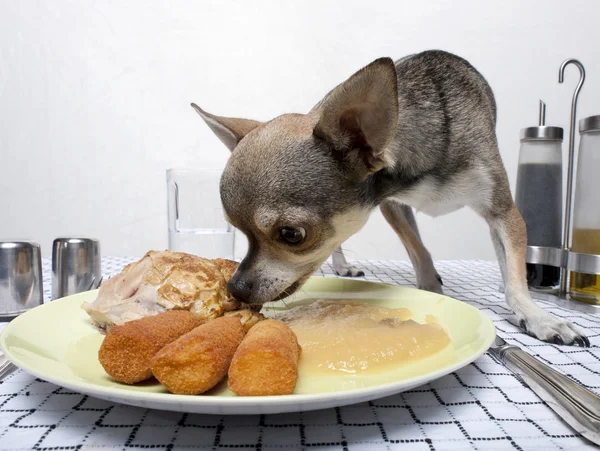 Chihuahua eating food from plate on dinner table — Stock Photo, Image