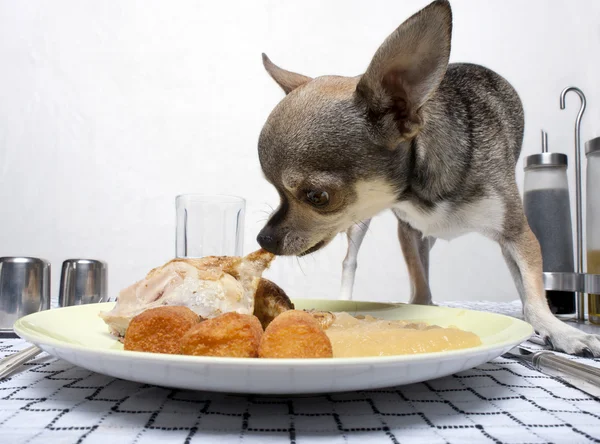 Chihuahua comiendo comida del plato en la mesa —  Fotos de Stock