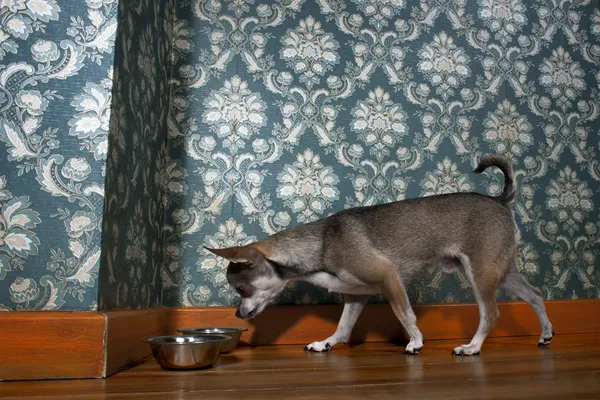 Chihuahua sniffa hund skål framför blommiga tapeter — Stockfoto