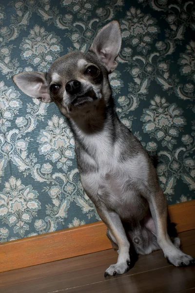 Chihuahua sentado na frente do papel de parede floral — Fotografia de Stock