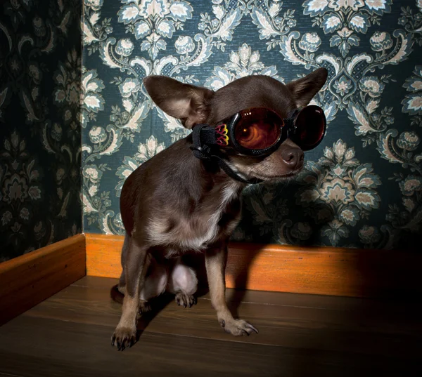 Chihuahua önünde çiçek duvar kağıdı güneş gözlüğü takıyor — Stok fotoğraf
