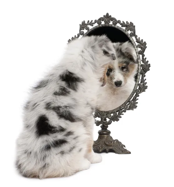 stock image Blue Merle Australian Shepherd puppy, 10 weeks old, looking at reflection on mirror in front of white background