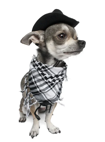 Chihuahua bär en hatt framför vit bakgrund — Stockfoto