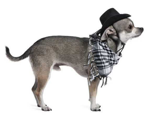 Chihuahua portant un chapeau devant fond blanc — Photo