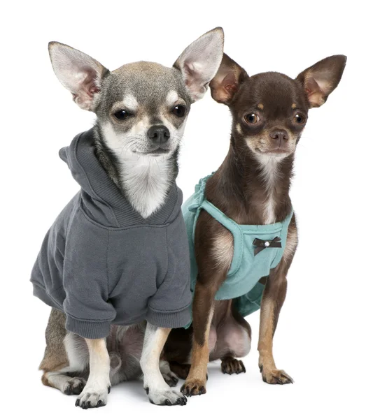 Chihuahuas vestida em frente ao fundo branco — Fotografia de Stock
