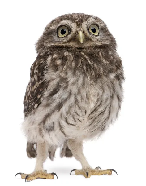 Young owl standing in front of white background — Stock Photo, Image