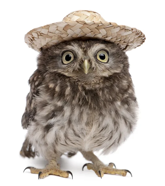 Молодая сова в шляпе на белом фоне — стоковое фото