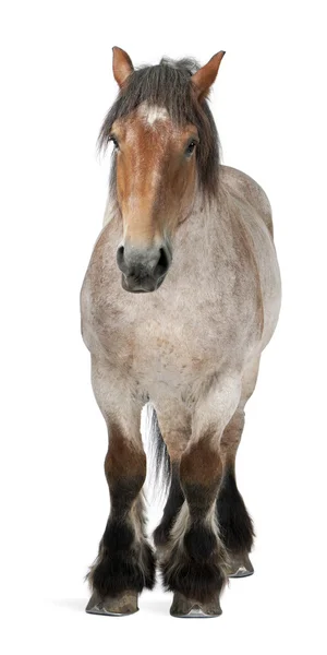 Cavalo belga, Cavalo pesado belga, Brabancon, um projecto de raça de cavalo — Fotografia de Stock