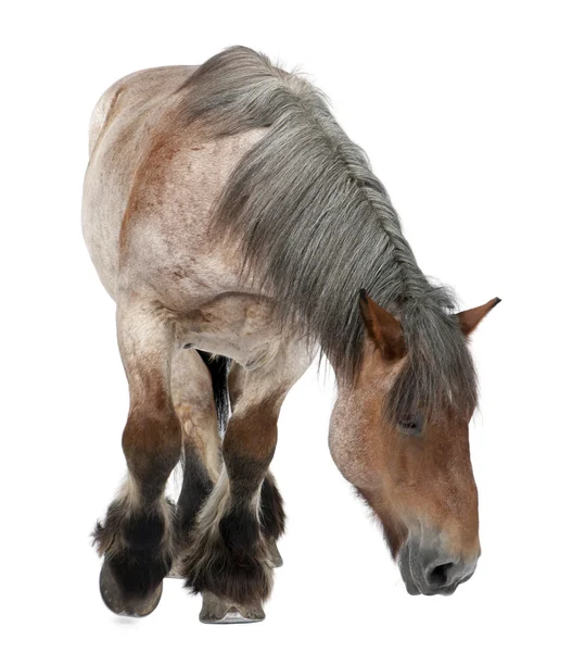 ベルギーの馬、ベルギーの重い馬、brabancon、ドラフト馬の品種 — ストック写真