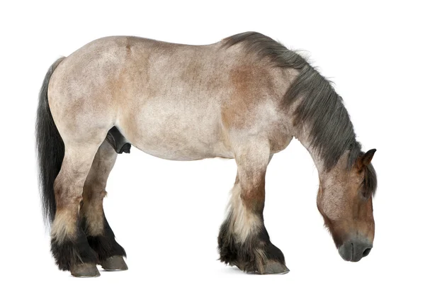 Belgický kůň, belgický těžké koně, brabancon, plemeno koní návrh — Stock fotografie