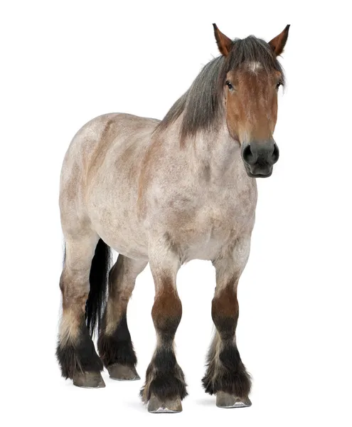 Бельгійський робочий кінь, Бельгійський робочий кінь важких, Brabancon, проект порода коней — стокове фото