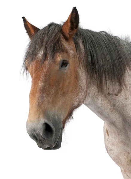 Belga ló, belga nehéz ló, Brabancon, egy különítmény ló tenyészt — Stock Fotó