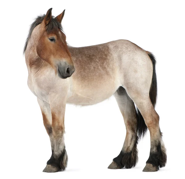 Бельгийская лошадь, Бельгийская тяжёлая лошадь, Брабансон, порода лошадей — стоковое фото