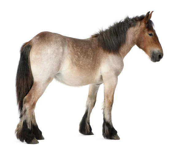 Belgian horse, Belgian Heavy Horse, Brabancon, a draft horse breed — Stock Photo, Image