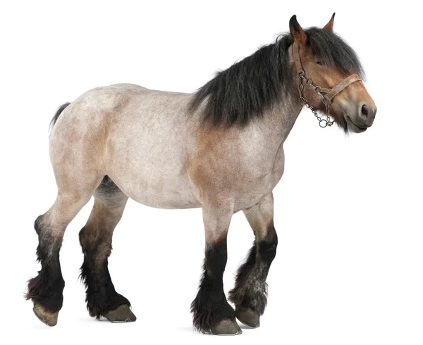 Belgický kůň, belgický těžké koně, brabancon, plemeno koní návrh — Stock fotografie