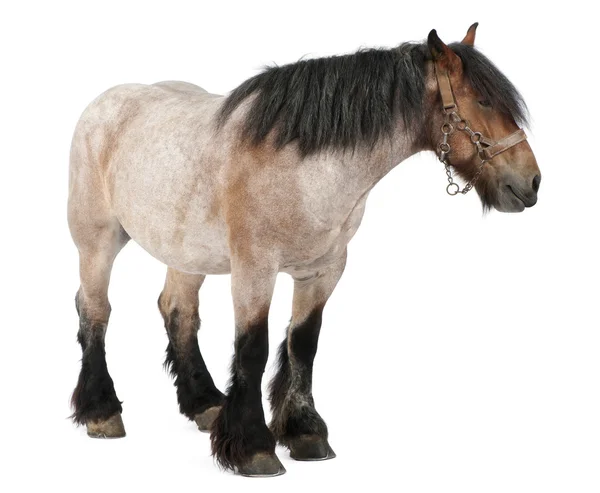 Belgiska häst, belgisk arbetshäst, brabancon, ett förslag till häst ras, 5 år gammal, står framför vit bakgrund — Stockfoto