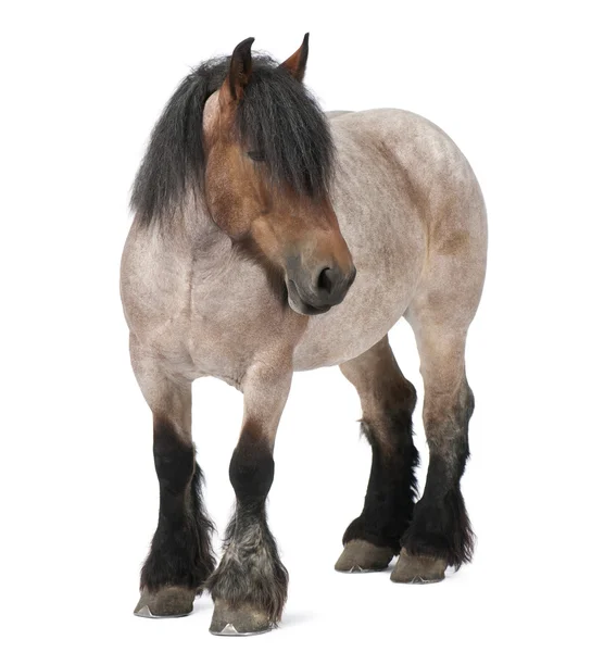 Belgisches Pferd, belgisches Schwerpferd, Brabancon, eine Zugpferderasse, 5 Jahre alt, vor weißem Hintergrund stehend — Stockfoto