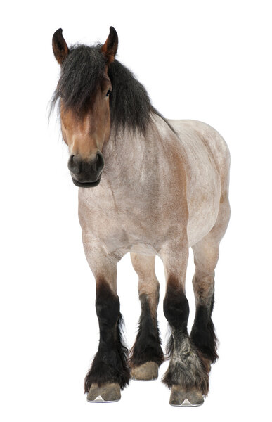 Belgian horse, Belgian Heavy Horse, Brabancon, a draft horse breed, 5 years old, standing in front of white background