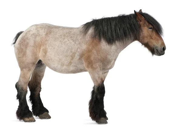 Cavalo belga, Cavalo Pesado Belga, Brabancon, uma raça de cavalo rascunho, 5 anos, de pé em frente ao fundo branco — Fotografia de Stock