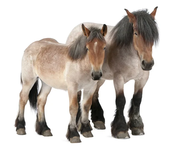 Mother and foal Belgian horse, Belgian Heavy Horse, Brabancon, a draft horse breed, 5 years old, standing in front of white background and 13 months old — Stock Photo, Image