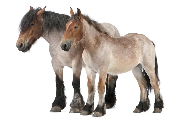 Matka a hříbě koně belgický, belgický těžkého koně, brabancon návrh plemeno koní, 5 let starý, stojící před bílým pozadím a 13 měsíců věku — Stock fotografie