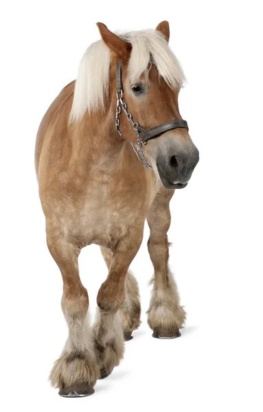 Belgian horse, Belgian Heavy Horse, Brabancon, a draft horse breed, 10 years old, standing in front of white background — 스톡 사진