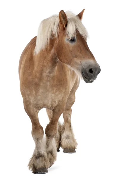 Cavalo belga, Cavalo pesado belga, Brabancon, um projecto de raça de cavalo, 10 anos, de pé em frente ao fundo branco — Fotografia de Stock