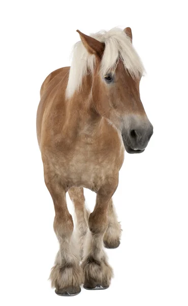 Belçikalı at, Belçika ağır at, brabancon, 10 yıl yaşlı, beyaz arka plan duran bir taslak at doğurmak — Stok fotoğraf